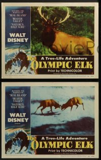2x542 OLYMPIC ELK 3 LCs 1952 Disney True-Life Adventure, cool nature documentary images!