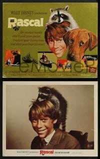 2x498 RASCAL 8 LCs 1969 Walt Disney, great images of Bill Mumy with raccoon & dog!