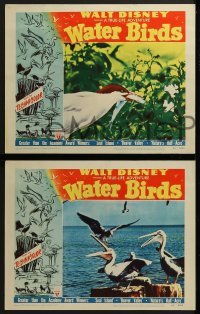 2x538 WATER BIRDS 4 LCs 1952 Walt Disney True Life Adventure, Pelicans & other avians!