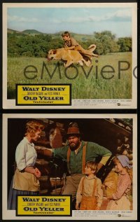3r845 OLD YELLER 3 LCs 1957 Dorothy McGuire, Fess Parker, Tommy Kirk, Disney's most classic canine!