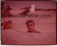 4d196 BEDTIME STORY 8x10 transparency 1964 crazy Marlon Brando in sand with seagull on his head!