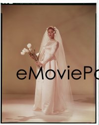 4d049 ELIZABETH MONTGOMERY group of 2 8x10 transparencies 1963 both in bridal gown by Mal Bulloch!