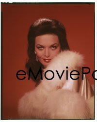 4d054 WHERE LOVE HAS GONE group of 2 8x10 transparencies 1964 sexy Lisa Seagram in fur & nightie!