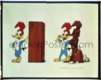 4h052 WOODY WOODPECKER 9x11 color transparency & ad 1998 when he returned to TV with his friends!