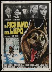 4j448 GREAT ADVENTURE Italian 1p 1975 art of Jack Palance & wolf, Jack London's Call of the Wild!