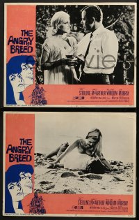 5w358 ANGRY BREED 7 LCs 1968 bikers buck the establishment, Jan Sterling, James MacArthur!