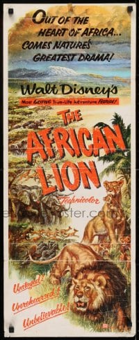 6z008 AFRICAN LION insert 1955 Walt Disney jungle safari documentary, cool animal artwork!