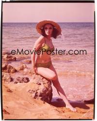 7a119 JOAN COLLINS 8x10 transparency 1969 sexy portrait in swimsuit for Heironymus Merkin!