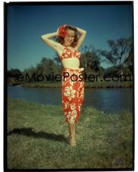 7a134 PEYTON PLACE 8x10 transparency 1958 full-length sexy Terry Moore posing in a tropical sarong!