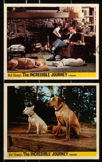 7d098 INCREDIBLE JOURNEY 8 color English FOH LCs 1963 Disney, Terrier, Siamese & Labrador Retriever!