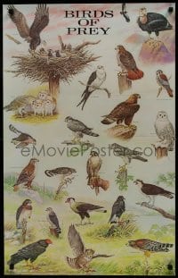 7r064 MATTHEW KALMENOFF 21x33 art print 1985 Birds of Prey, wonderful art of many birds!