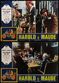 7t895 HAROLD & MAUDE group of 7 Italian 18x26 pbustas 1974 Gordon, Cort is equipped to deal w/life!