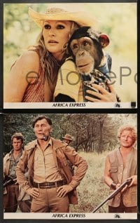 7z045 AFRICA EXPRESS 8 color 11x14 stills 1975 great images of sexy jungle adventurer Ursula Andress!