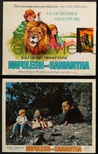 7z025 NAPOLEON & SAMANTHA 9 LCs 1972 Michael Douglas, Jodie Foster & Johnny Whitaker & lion!