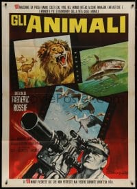 8b177 ANIMALS Italian 1p 1964 great Rodolfo Gasparri art of man filming wildlife, very rare!