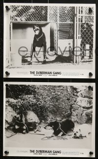9a337 DOBERMAN GANG 15 8x10 stills 1972 Byron Mabe, Hal Reed, cool images of canine bank robbery!