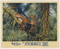 9h081 PERRI color English FOH LC 1958 Disney's True Life Fantasy, great close up of cute squirrel!