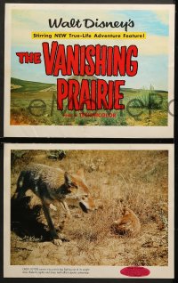 9k479 VANISHING PRAIRIE 8 LCs 1954 a Walt Disney True-Life Adventure, cool images of wild animals!
