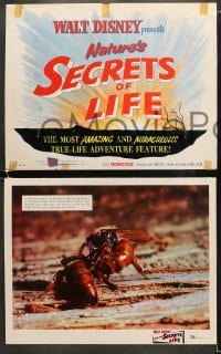 1d263 SECRETS OF LIFE 8 LCs 1956 Disney's most amazing & miraculous True Life Adventure feature!