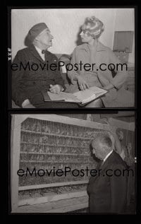 1x153 BIRDS group of 2 4x5 negatives 1963 candids of Hedren with script & Alfred Hitchcock by cage!