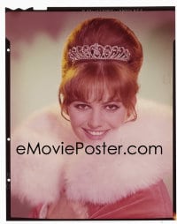 1x333 CIRCUS WORLD 4x5 transparency 1965 sexy smiling Claudia Cardinale wearing fur & tiara!