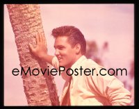 1x345 ELVIS PRESLEY 4x5 transparency 1960s great close up leaning against a palm tree!
