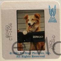 1x516 BINGO group of 35 35mm slides 1991 Cindy Williams, David Rasche, dog adventure comedy!