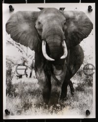 3a233 AFRICAN ELEPHANT 13 8x10 stills 1971 get to know the jungle before they pave it!