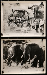 3a561 AFRICAN LION 6 8x10 stills 1955 Walt Disney jungle safari documentary, cool animal images!