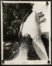 3a205 NAMU THE KILLER WHALE 15 8x10 stills 1966 Meriwether, Lansing, great killer whale images!