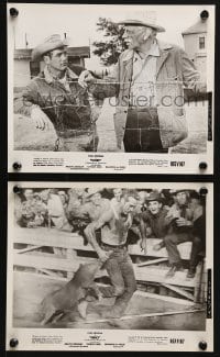 3x953 HUD 2 8x10 stills R1967 cowboy Paul Newman dragging pig & w/ Melvyn Douglas, Ritt classic!