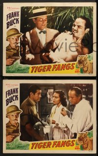 6c804 TIGER FANGS 4 LCs 1943 Frank Buck, June Duprez, Duncan Renaldo, cool border art of tiger!