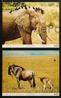 6d117 AFRICAN ELEPHANT 8 8x10 mini LCs 1971 get to know the jungle before they pave it!
