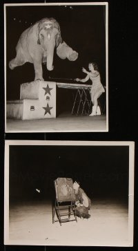 6m221 LOT OF 2 8X10 CIRCUS PHOTOS 1950s great image of elephant balancing on one leg & more!