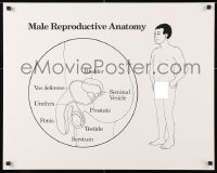 6r424 MALE REPRODUCTIVE ANATOMY 23x29 special poster 1990s art and info about the system!
