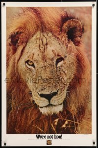 6r141 WE'RE NOT LION 25x38 advertising poster 1980s image of a male lion by R. W. Young!