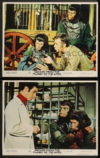 7c805 ESCAPE FROM THE PLANET OF THE APES 2 LCs 1971 Roddy McDowall, Kim Hunter, Dillman, Montalban!