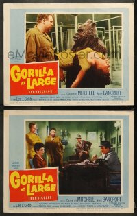 7c831 GORILLA AT LARGE 2 LCs 1954 sexy Anne Bancroft, Raymond Burr, Mitchell, wacky ape!