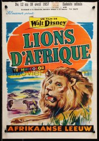 7y277 AFRICAN LION Belgian 1956 Walt Disney, ITK art of jungle safari!