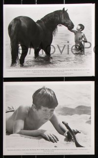 8c450 BLACK STALLION 11 8x10 stills 1979 Kelly Reno, Mickey Rooney, great horse images!