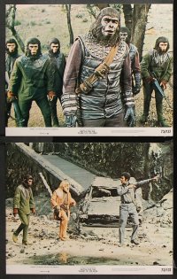 9g060 BATTLE FOR THE PLANET OF THE APES 8 color 11x14 stills 1973 Roddy McDowall, sci-fi sequel!