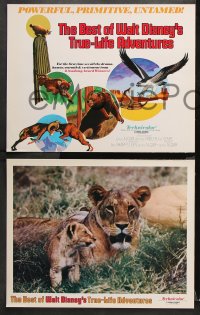 9g023 BEST OF WALT DISNEY'S TRUE-LIFE ADVENTURES 9 LCs 1975 powerful, primitive, cool animal images!