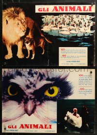 2f797 ANIMALS group of 10 Italian 18x27 pbustas 1964 completely different images, Les Animaux!