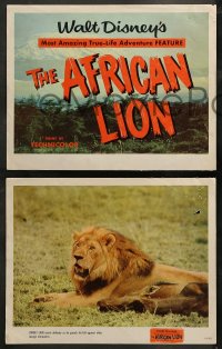 3g0025 AFRICAN LION 9 LCs 1955 Walt Disney's most amazing True-Life adventure feature, animal images!
