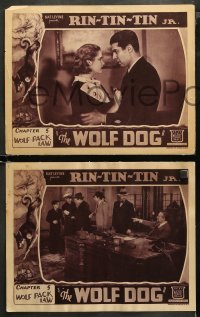 3g0669 WOLF DOG 3 chapter 5 LCs 1933 border art of Rin Tin Tin Jr., Frankie Darro, Wolf Pack Law!
