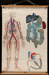 4g0155 VAN GOOR'S ANATOMISCHE WANDPLATEN #3 36x54 Dutch special poster 1960s cool anatomical chart!