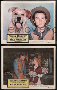 4r0229 OLD YELLER 8 LCs 1957 Dorothy McGuire, Fess Parker, Tommy Kirk, Disney's most classic canine!