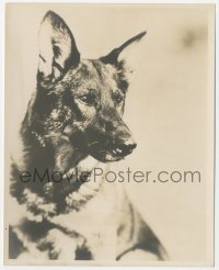 4w1581 RIN-TIN-TIN deluxe 7.5x9.5 still 1920s the famous German Shepherd dog star with intense gaze!