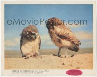 4w0851 VANISHING PRAIRIE LC 1954 cute burrowing owl fledglings, Walt Disney True-Life Adventure!
