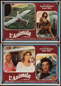 1c0393 ANIMAL set of 6 Italian 18x26 pbustas 1978 Jean-Paul Belmondo & sexy Raquel Welch!